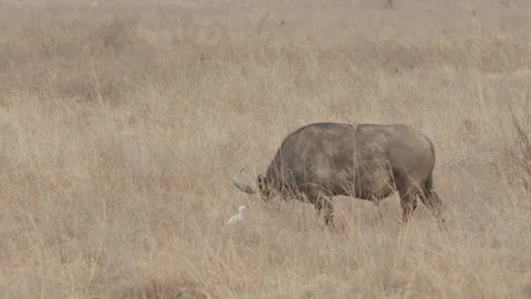 A Rhino Grazes in a Field, 6K Stock Footage 221925792