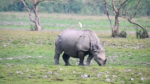 Rhino grazing away while a bird chills on its back in Kaziranga national  Stock Footage 308529687