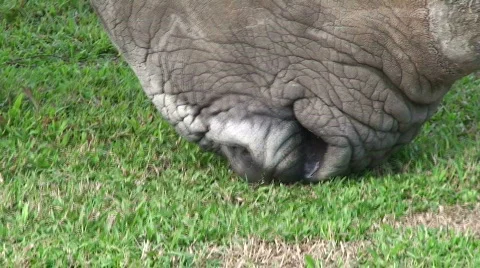 Rhino Grazing Close Up Stock Footage 573245