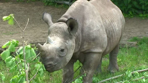 Rhino grazing close-up Stock-Footage 24656556