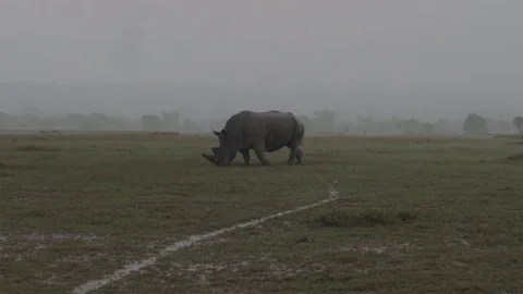 Rhino Grazing In The Field Of African Savannah Under The Pouring Rain Stock Footage