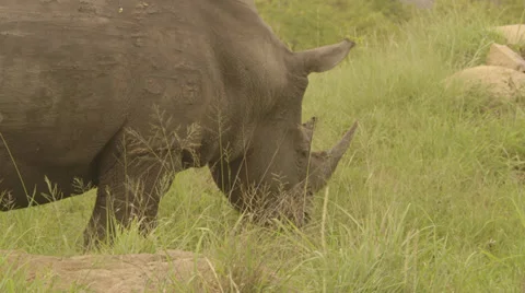Rhino grazing Stock Footage 27281648