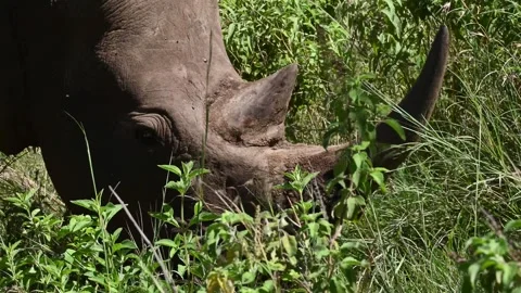 Rhino Grazing Grass Close Up 4k Telephoto Shot of Ceratotherium Simum Stock Footage 338263333
