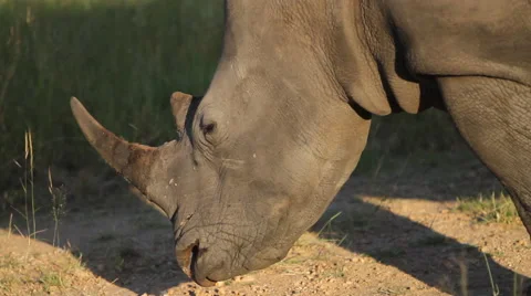 Rhino Head Close Up Video stock 41638766