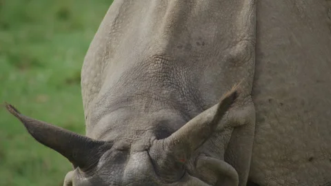 Rhino Head close up Stock Footage 291754806