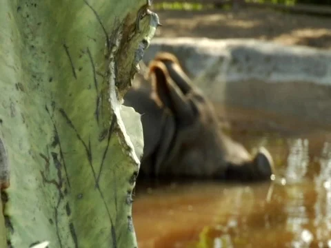 Rhino Head Video stock 313175
