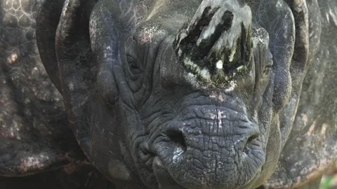 A rhino head Video stock 284250317