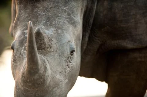 Rhino head-on Stock Photos