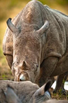 Rhino head-on Stock-Fotos