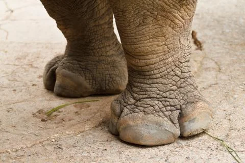 Rhino head. Stockfoto's