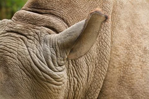 Rhino head. Fotos Stock
