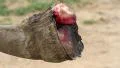 Rhino Horn GFHD HD Footage