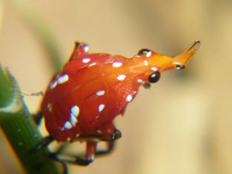 The rhino insect Stock Photos