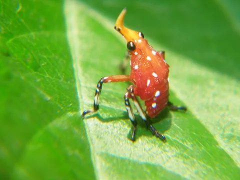 The rhino insect Stock Photos