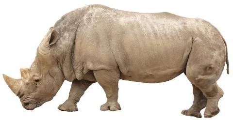 Rhino isolated Stock Photos