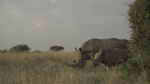 Rhino, Kenya Vídeo Stock 34399551