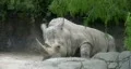 Rhino laying down HD HD Footage