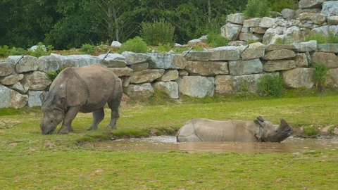 Rhino lounges in pool while another grazes Stock Footage 114225776