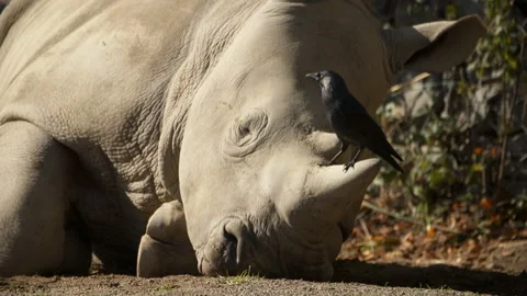 Rhino lying down with crow on horn (Close up) Stock Footage 163667153