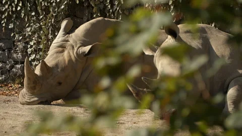 Rhino lying down through leaves Stock Footage 163666845