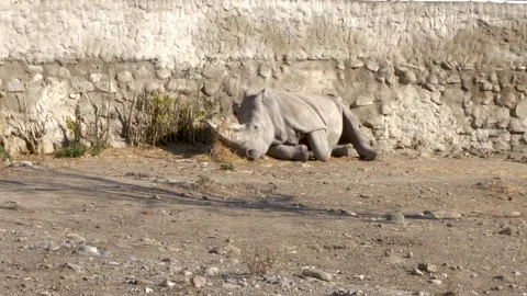 Rhino is lying on the ground and having a rest during the daytime in the zoo. Vidéo 257838340