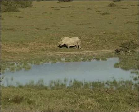 Rhino next to a lake Stock Footage 11623634