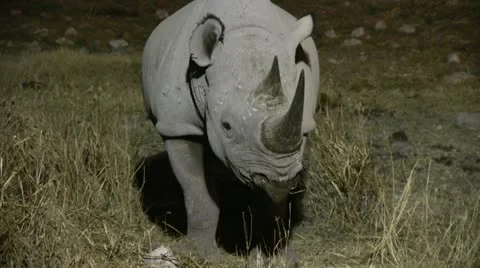 Rhino at night (2) 2 Stock Footage 12127381