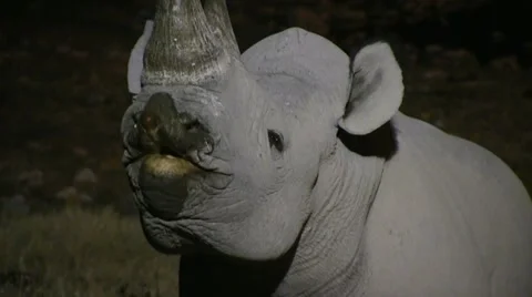 Rhino at night (2) Stock Footage 12133312