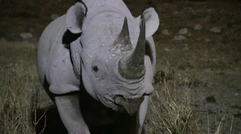 Rhino at night close up 2 Stock Footage 12133340