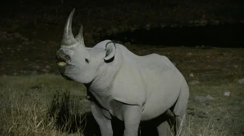 Rhino at night close up Stock Footage 12133388