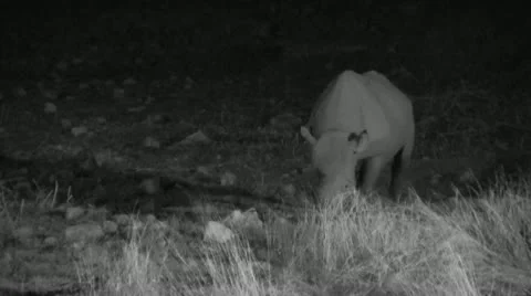 Rhino at night Stock Footage 12133412