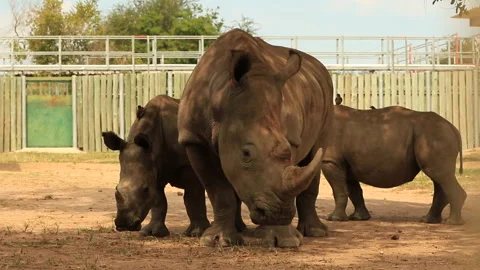 Rhino orphans huddling together Stock Footage 264866857