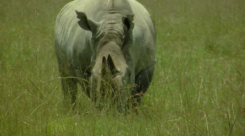 Rhino P1 Stockbeeldmateriaal 1000586