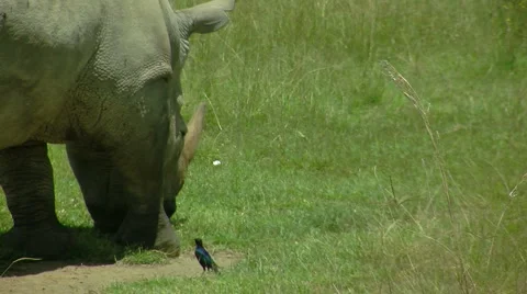 Rhino P3 Stock Footage 1000657