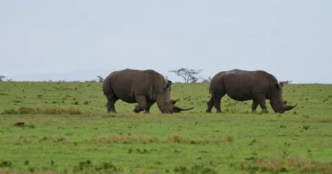 Rhino Pair Feeding Stock Footage 60602307