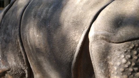 Rhino peeing 4K Stock Footage 96082472