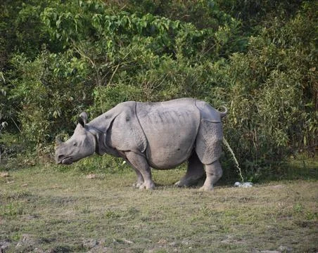Rhino Peeing Stock Photos