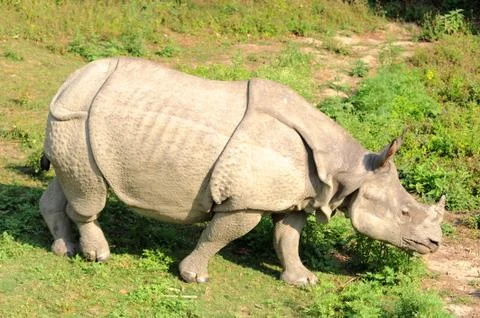 Rhino Stock Photos