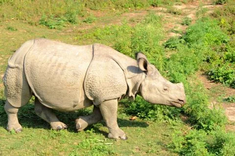 Rhino Stock Photos