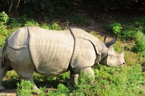Rhino Foto stock