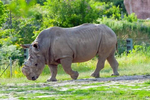 Rhino Stock Photos
