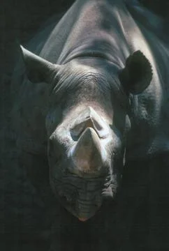 Rhino Stock Photos