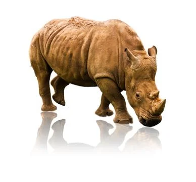 Rhino Stock Photos