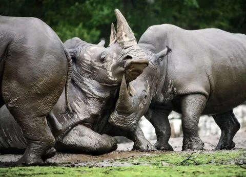 Rhino Stock Photos