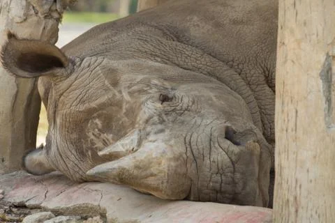Rhino Stock Photos