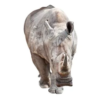Rhino Stock Photos