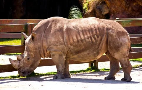 Rhino Stock Photos