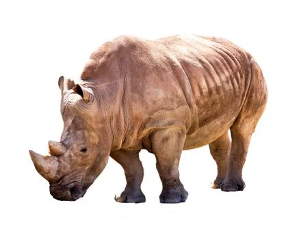 Rhino Stock Photos