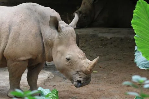 Rhino Stock Photos