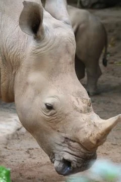 Rhino Stock Photos